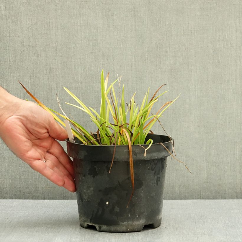 Exemplar von Hemerocallis Everydaylily Rose - Taglilie Topf mit 2L/3L wie im Herbst geliefert