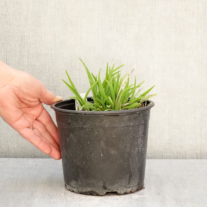 Exemplar von Hemerocallis Everydaylily Rose - Taglilie Topf mit 2L/3L wie im Frühjahr geliefert