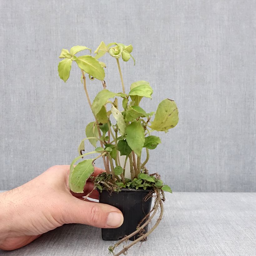 Exemplar von Hemiboea subcapitata Kleine Töpfe von 8/9 cm wie im Winter geliefert