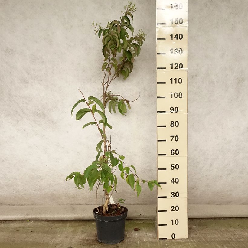 Exemplar von Sieben-Glocken - Heptacodium miconioides Topf mit 7,5L/10L wie im Sommer geliefert