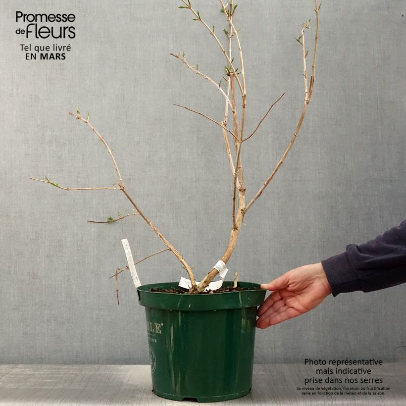 Exemplar von Sieben-Glocken - Heptacodium miconioides Topf mit 7,5L/10L wie im Frühjahr geliefert