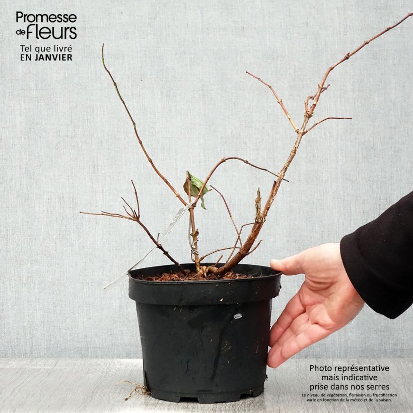 Exemplar von Sieben-Glocken Tianshan - Heptacodium miconioides Topf mit 3L/4L wie im Winter geliefert