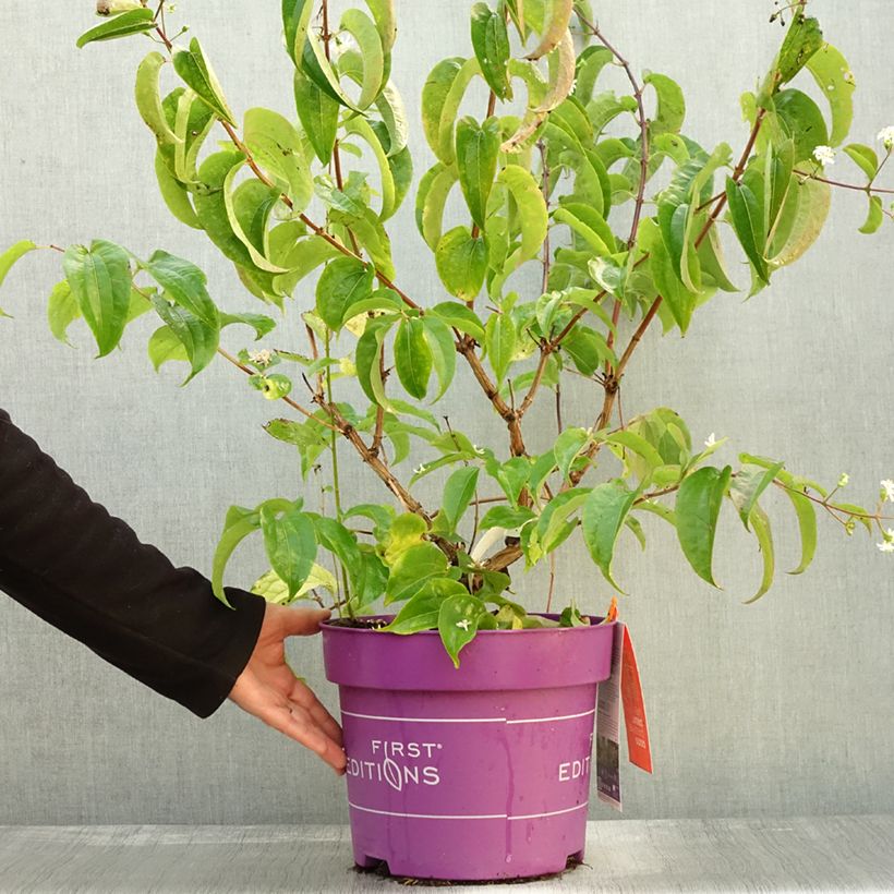 Exemplar von Sieben-Glocken Tianshan - Heptacodium miconioides Topf mit 7,5L/10L wie im Herbst geliefert