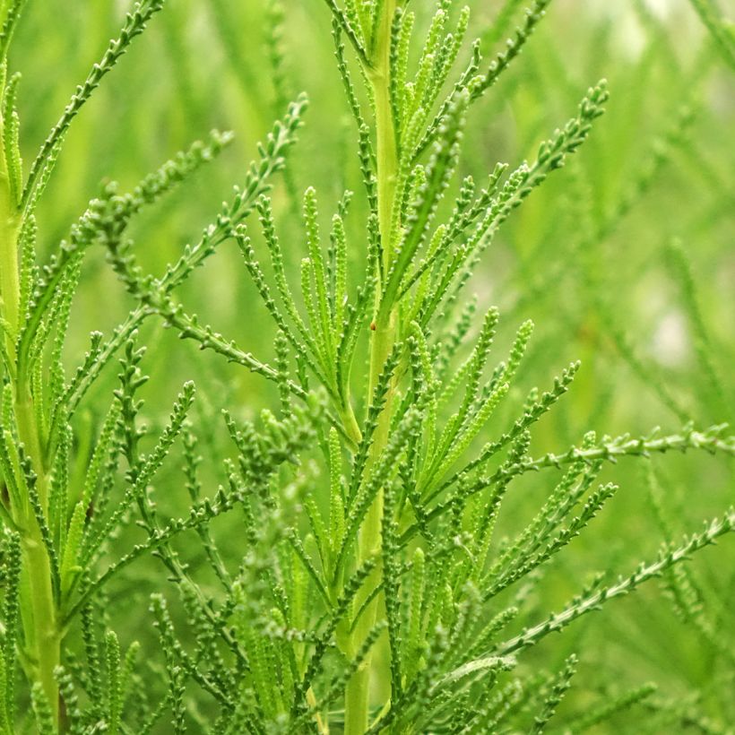 Olivenkraut - Santolina viridis (Laub)