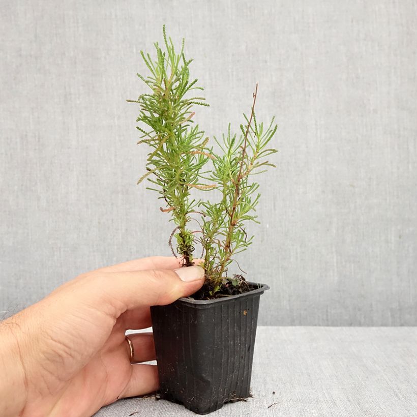 Exemplar von Olivenkraut - Santolina viridis Kleine Töpfe von 8/9 cm wie im Sommer geliefert