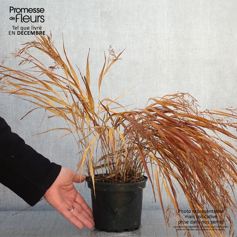 Exemplar von Hakonechloa macra Albostriata - Japangras Topf mit 2L/3L wie im Herbst geliefert