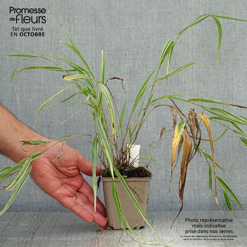 Exemplar von Hakonechloa macra Albostriata - Japangras Kleine Töpfe von 8/9 cm wie im Herbst geliefert