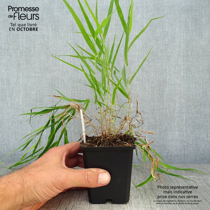 Exemplar von Hakonechloa macra - Japangras Kleine Töpfe von 8/9 cm wie im Herbst geliefert