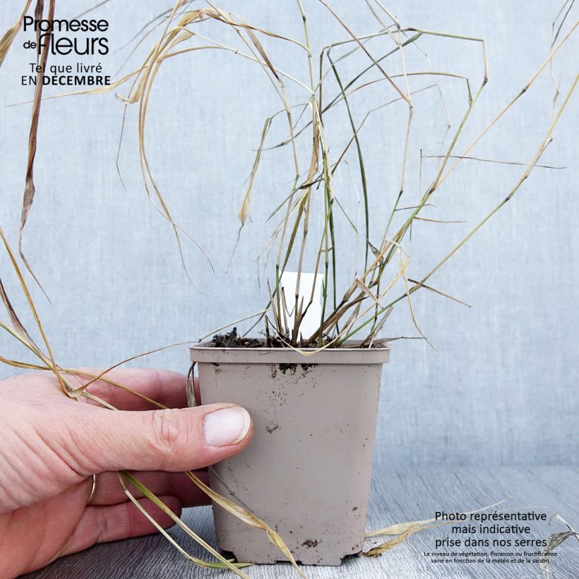 Exemplar von Hakonechloa macra Nicolas - Japangras Kleine Töpfe von 8/9 cm wie im Herbst geliefert