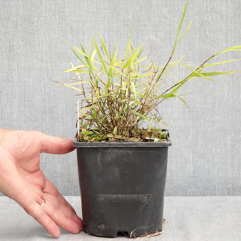 Exemplar von Hakonechloa macra Nicolas - Japangras Topf mit 2L/3L wie im Sommer geliefert