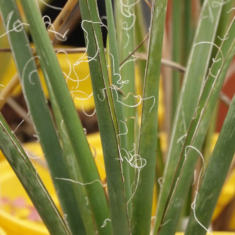 Hesperaloe parviflora Arizona Sunrise - Rote Yucca (Laub)