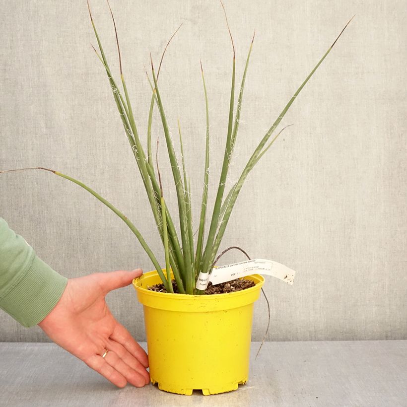 Exemplar von Hesperaloe parviflora Arizona Sunrise - Rote Yucca Topf mit 3L/4L wie im Winter geliefert