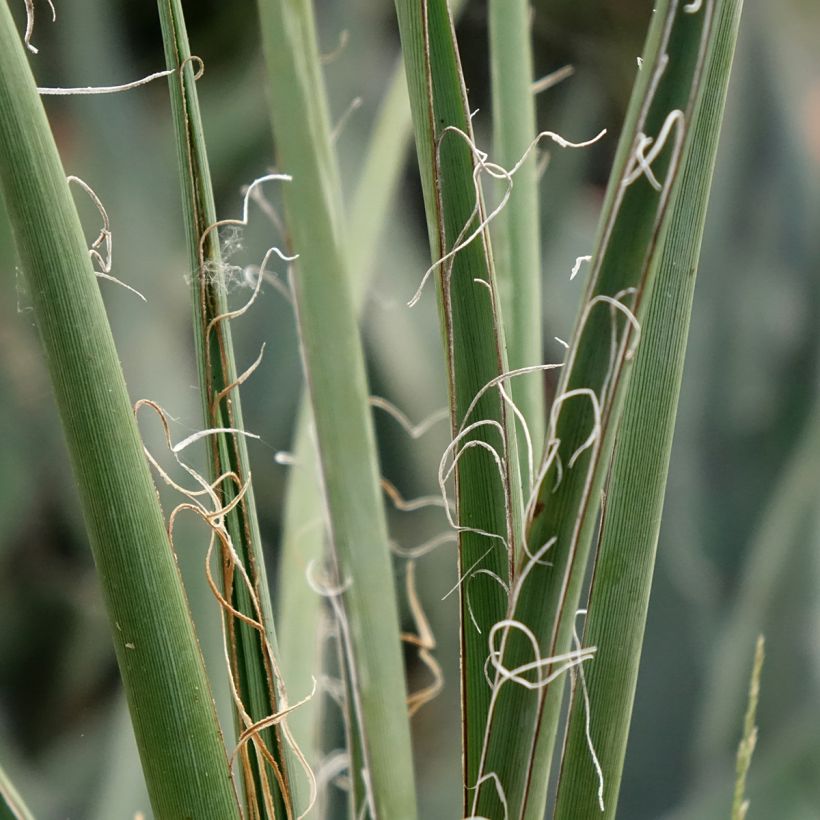 Hesperaloe parviflora Yellow Sun - Rote Yucca (Laub)