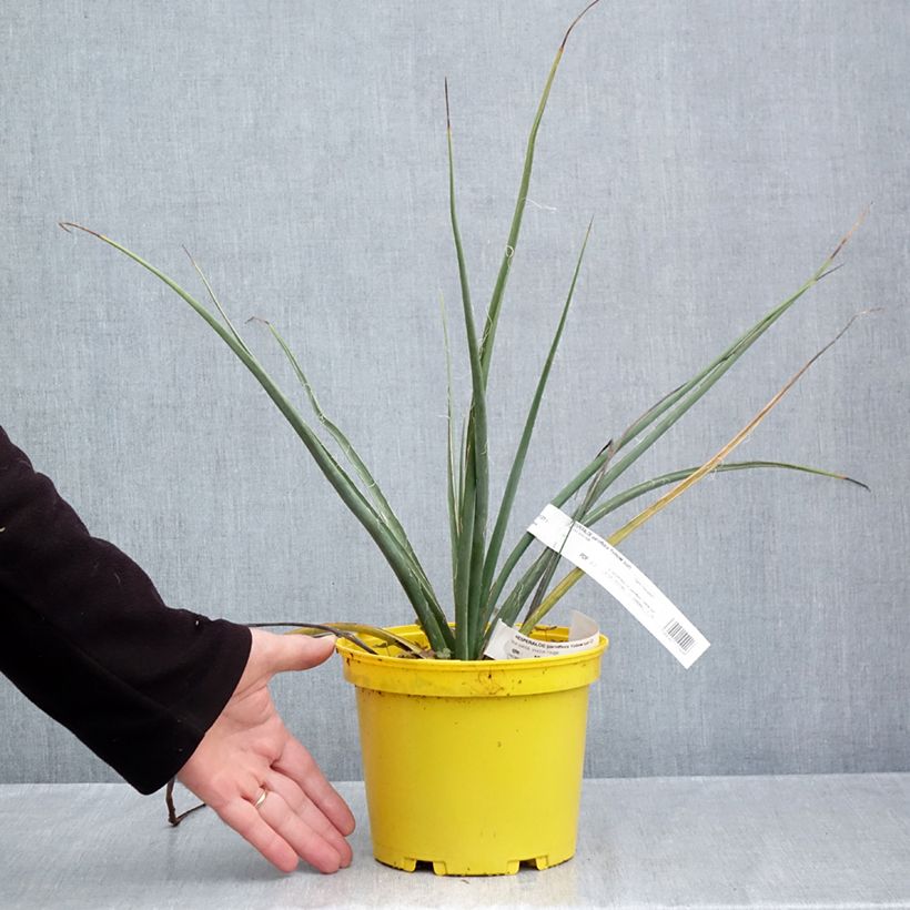 Exemplar von Hesperaloe parviflora Yellow Sun - Rote Yucca Topf mit 3L/4L wie im Herbst geliefert