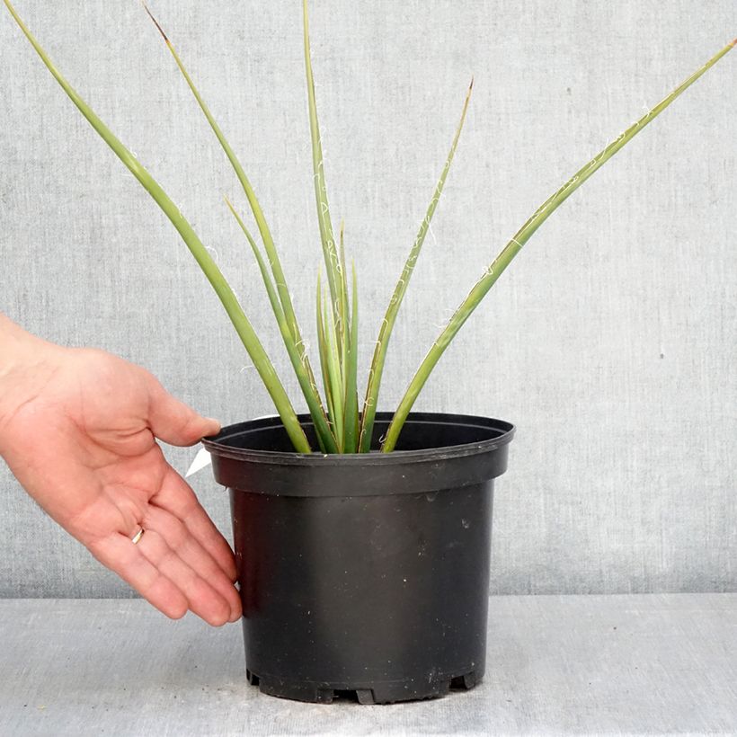 Exemplar von Hesperaloe parviflora Yellow Sun - Rote Yucca Topf mit 3L/4L wie im Frühjahr geliefert