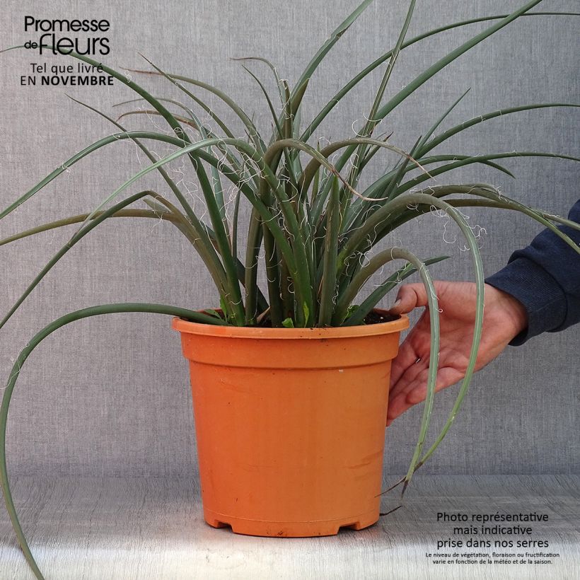 Exemplar von Hesperaloe parviflora - Rote Yucca Topf mit 7,5L/10L wie im Herbst geliefert