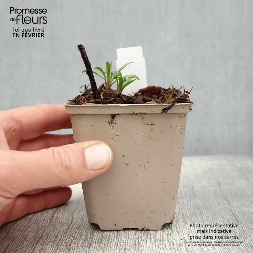 Exemplar von Heterotheca villosa Golden Sunshine - Gold-Aster Kleine Töpfe von 8/9 cm wie im Winter geliefert