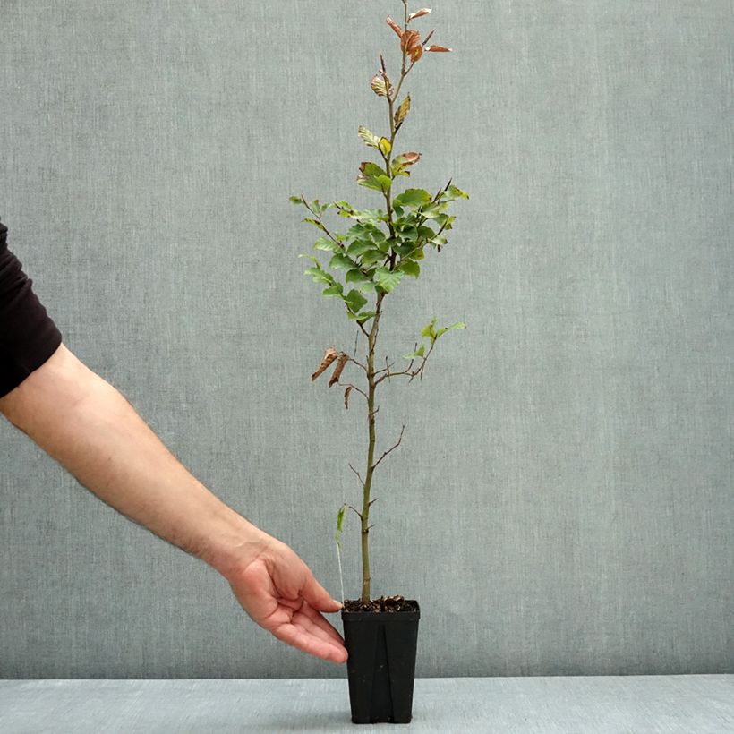 Exemplar von Rotbuche - Fagus sylvatica Kleine Töpfe von 8/9 cm wie im Herbst geliefert