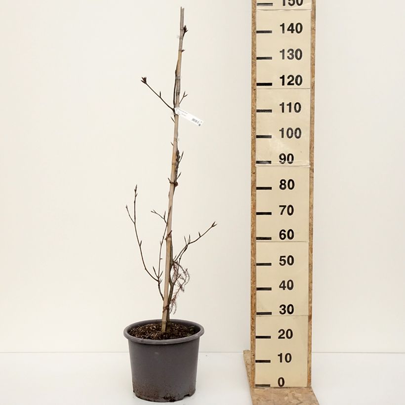 Exemplar von Rotbuche Riversii - Fagus sylvatica Topf mit 12L/15L wie im Winter geliefert