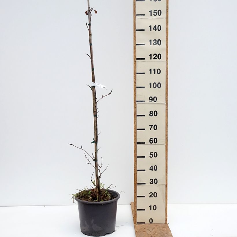 Exemplar von Rotbuche Purpurea Tricolor - Fagus sylvatica Topf mit 6L/7L wie im Herbst geliefert