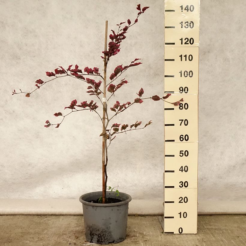 Exemplar von Rotbuche Purpurea Tricolor - Fagus sylvatica Topf mit 6L/7L wie im Sommer geliefert