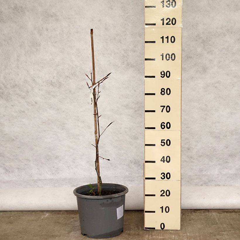 Exemplar von Rotbuche Purpurea Tricolor - Fagus sylvatica Topf mit 6L/7L wie im Frühjahr geliefert