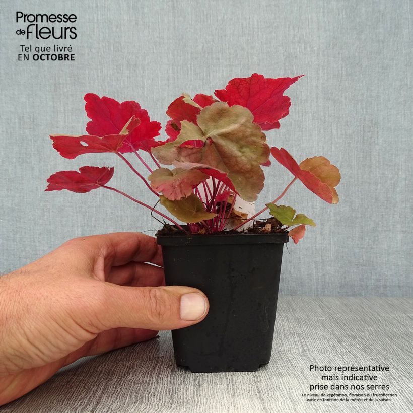 Exemplar von Heuchera Caribbean Sea - Purpurglöckchen Kleine Töpfe von 8/9 cm wie im Herbst geliefert