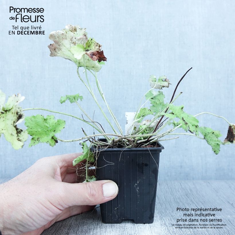 Exemplar von Heuchera Citronelle - Purpurglöckchen Kleine Töpfe von 8/9 cm wie im Herbst geliefert