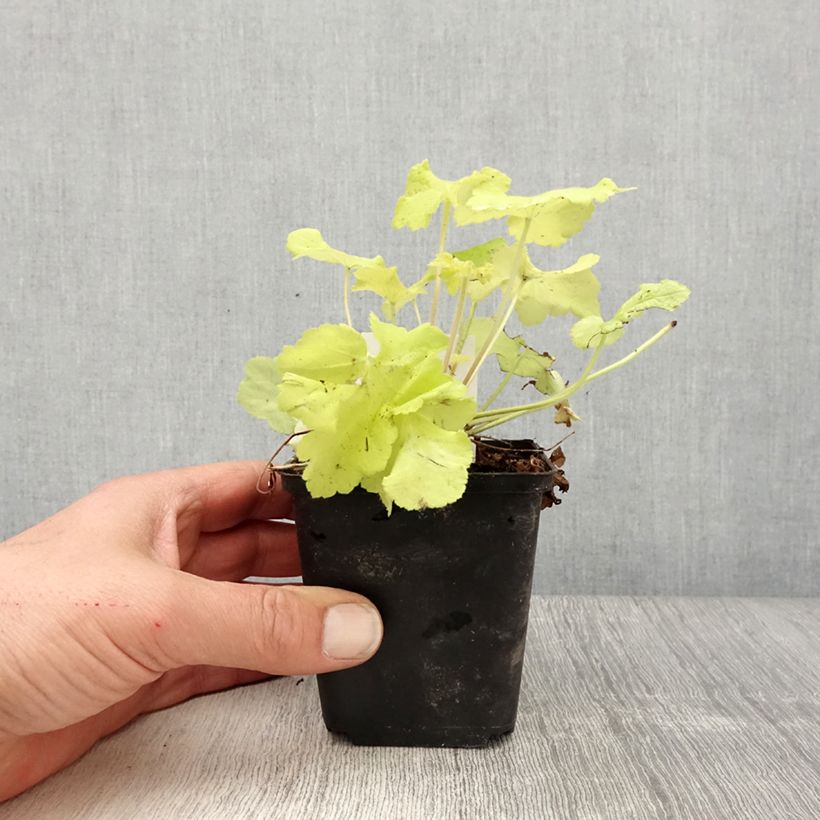 Exemplar von Heuchera Citronelle - Purpurglöckchen Kleine Töpfe von 8/9 cm wie im Frühjahr geliefert