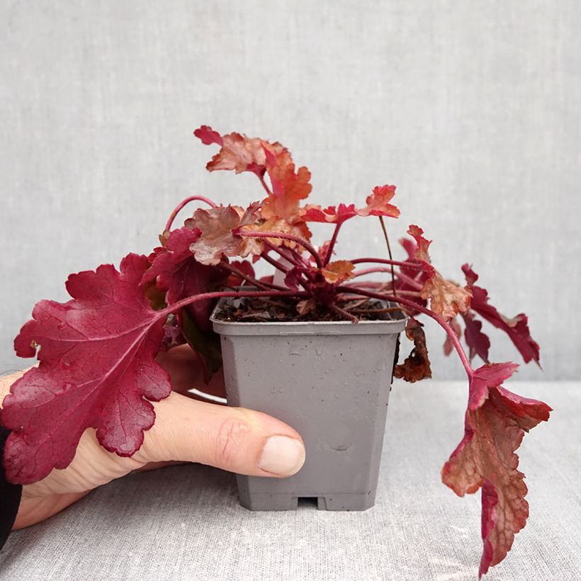 Exemplar von Heuchera Coral Sea - Purpurglöckchen Kleine Töpfe von 8/9 cm wie im Herbst geliefert