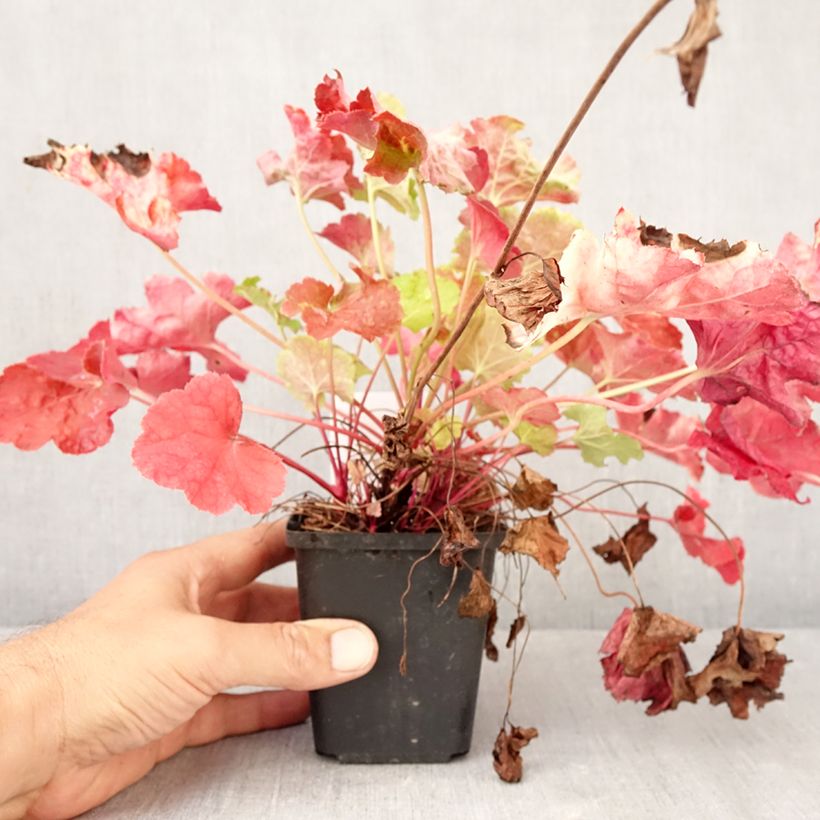 Exemplar von Heuchera Happy Flames - Purpurglöckchen Kleine Töpfe von 8/9 cm wie im Herbst geliefert
