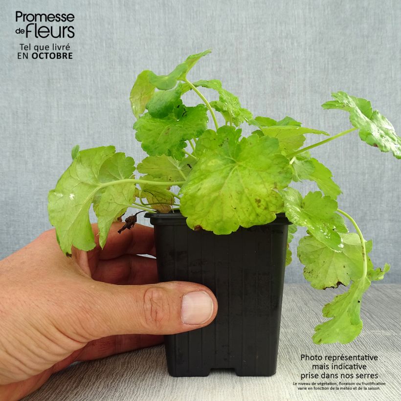 Exemplar von Heuchera Little Cuties Sweet Tart - Purpurglöckchen Kleine Töpfe von 8/9 cm wie im Herbst geliefert