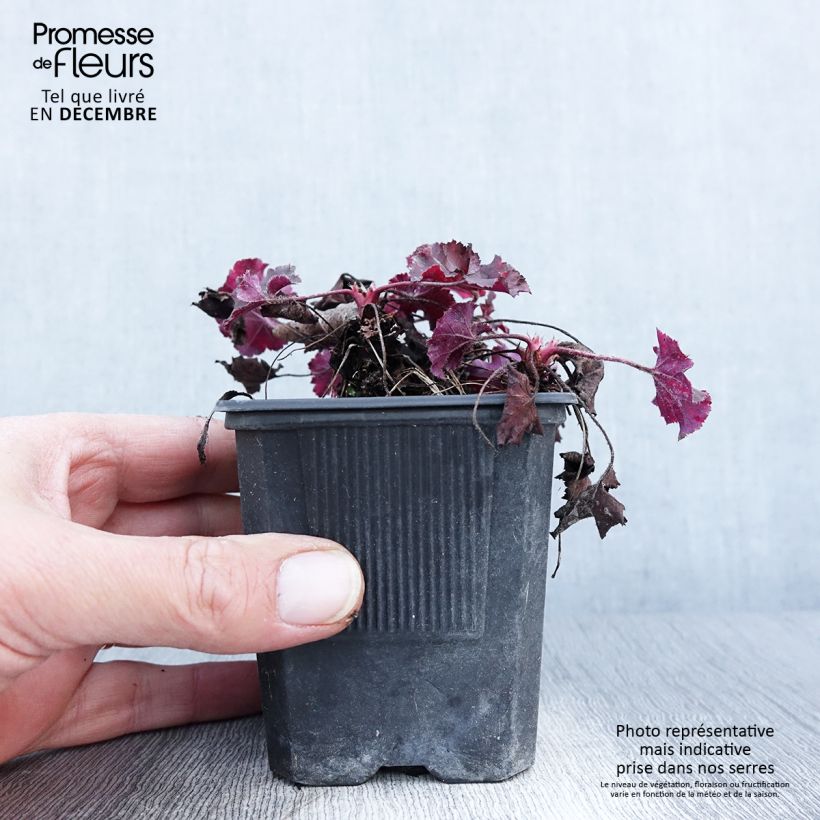 Exemplar von Heuchera micrantha Cappuccino - Purpurglöckchen Kleine Töpfe von 8/9 cm wie im Herbst geliefert