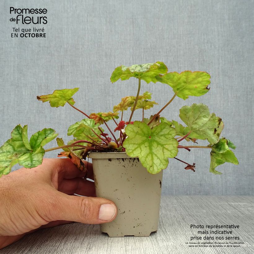Exemplar von Heuchera Mint Frost - Purpurglöckchen Kleine Töpfe von 8/9 cm wie im Herbst geliefert