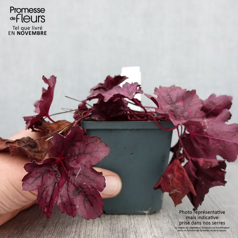 Exemplar von Heuchera Pink Panther - Purpurglöckchen Kleine Töpfe von 8/9 cm wie im Herbst geliefert