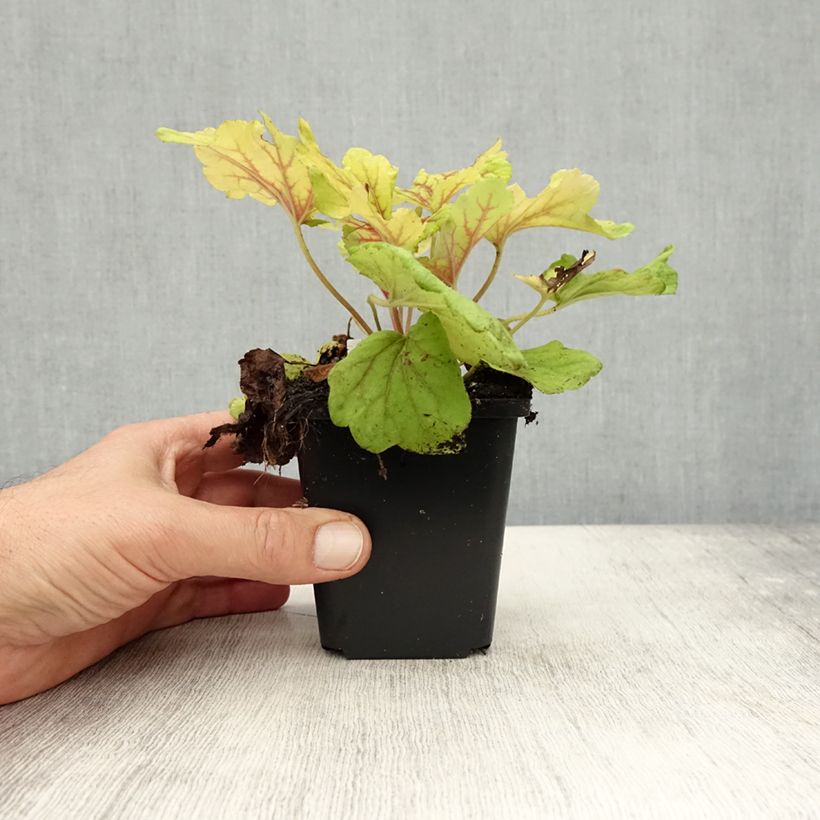 Exemplar von Heuchera Red Lightning - Purpurglöckchen Kleine Töpfe von 8/9 cm wie im Herbst geliefert