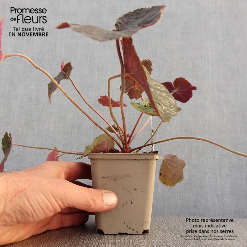 Exemplar von Heuchera XXL - Purpurglöckchen Kleine Töpfe von 8/9 cm wie im Herbst geliefert