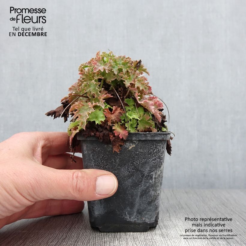 Exemplar von Heuchera Apple Crisp - Purpurglöckchen Kleine Töpfe von 8/9 cm wie im Herbst geliefert