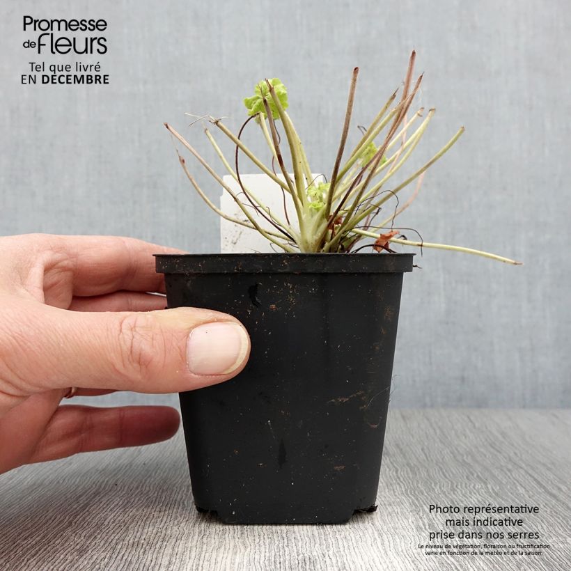 Exemplar von Heuchera Apple Twist - Purpurglöckchen Kleine Töpfe von 8/9 cm wie im Herbst geliefert