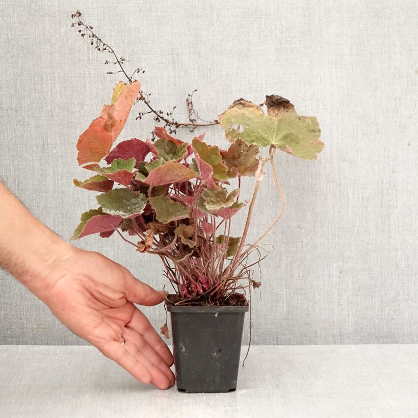 Exemplar von Heuchera Brownies - Purpurglöckchen Kleine Töpfe von 8/9 cm wie im Herbst geliefert