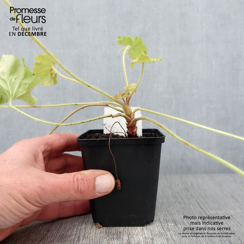 Exemplar von Heuchera Guacamole - Purpurglöckchen Kleine Töpfe von 8/9 cm wie im Herbst geliefert
