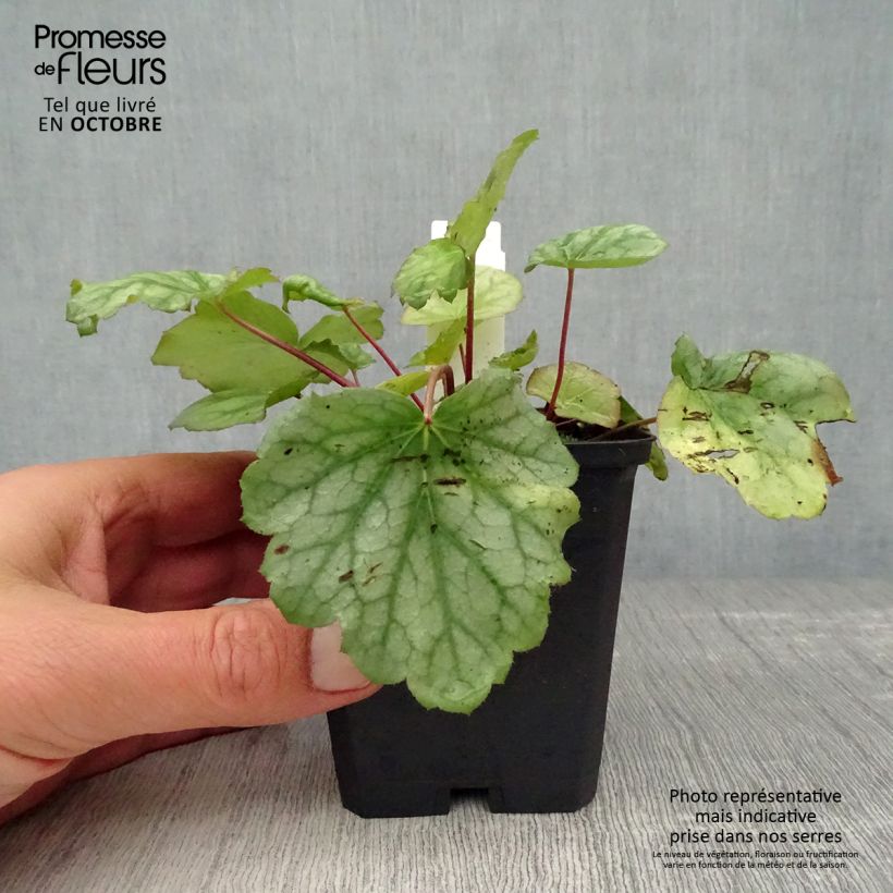 Exemplar von Heuchera americana Dale s Strain - Purpurglöckchen Kleine Töpfe von 8/9 cm wie im Herbst geliefert