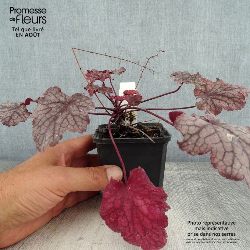 Exemplar von Heuchera Amethyst Myst - Purpurglöckchen Kleine Töpfe von 8/9 cm wie im Sommer geliefert