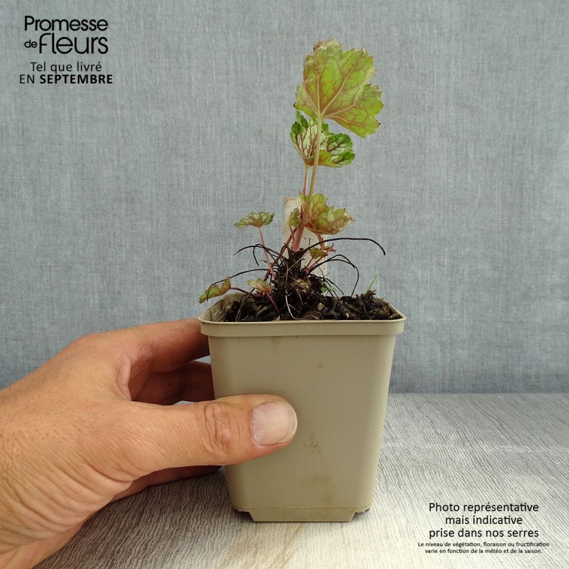 Exemplar von Heuchera Beauty Colour - Purpurglöckchen Kleine Töpfe von 8/9 cm wie im Sommer geliefert