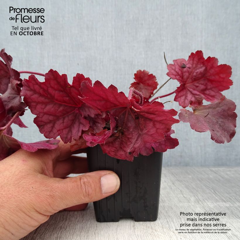 Exemplar von Heuchera Berry Smoothie - Purpurglöckchen Kleine Töpfe von 8/9 cm wie im Herbst geliefert
