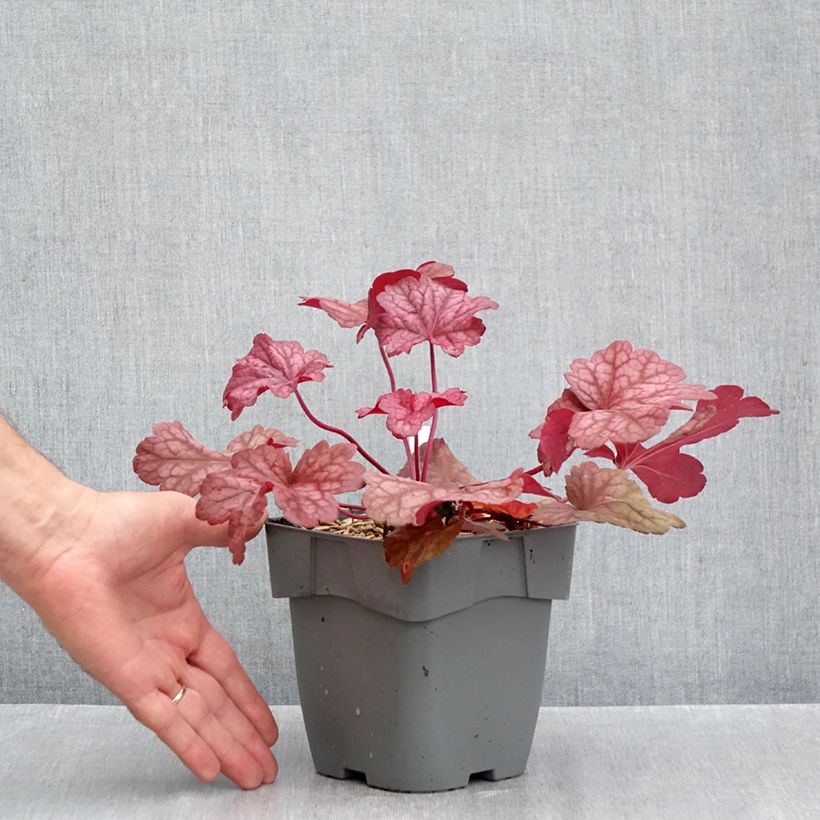 Exemplar von Heuchera Berry Smoothie - Purpurglöckchen Topf mit 1,5L/2L wie im Herbst geliefert