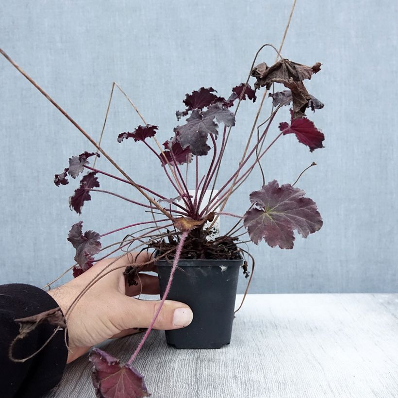 Exemplar von Heuchera Binoche - Purpurglöckchen Kleine Töpfe von 8/9 cm wie im Herbst geliefert