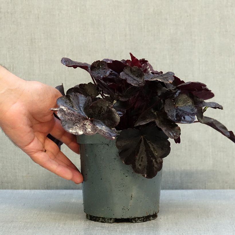 Exemplar von Heuchera Black Pearl - Purpurglöckchen Topf mit 2L/3L wie im Herbst geliefert