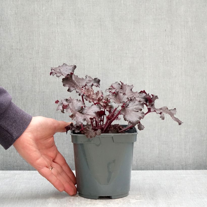 Exemplar von Heuchera Black Pearl - Purpurglöckchen Topf mit 2L/3L wie im Frühjahr geliefert