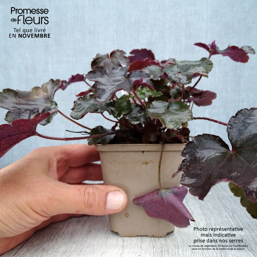 Exemplar von Heuchera Blackout - Purpurglöckchen Kleine Töpfe von 8/9 cm wie im Herbst geliefert